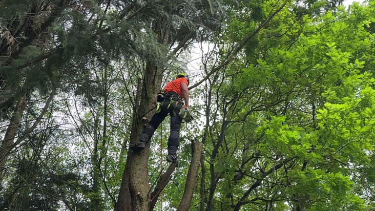 How Our Tree Care Process Works  in  Spartanburg, SC