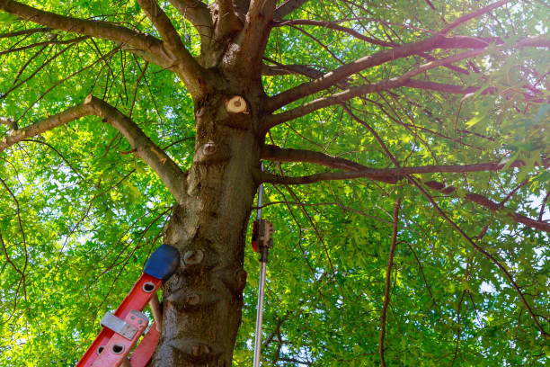 Professional Tree Services in Spartanburg, SC